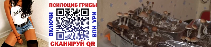 Псилоцибиновые грибы GOLDEN TEACHER  ОМГ ОМГ как войти  Хасавюрт 